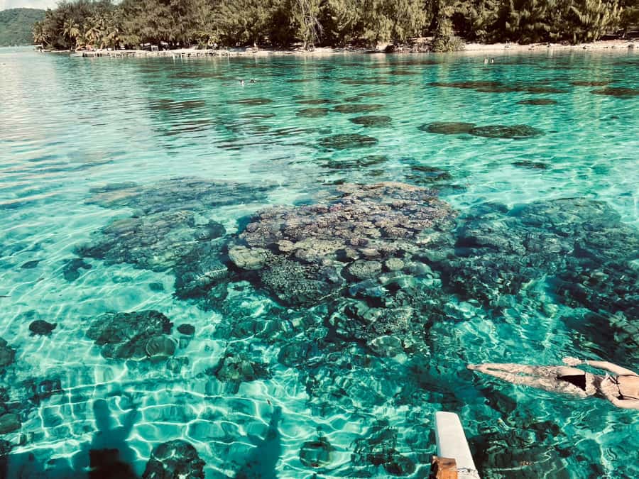 Bora Bora: 1/2 day lagoon safari - Shared tour - Guides Who Make the Difference