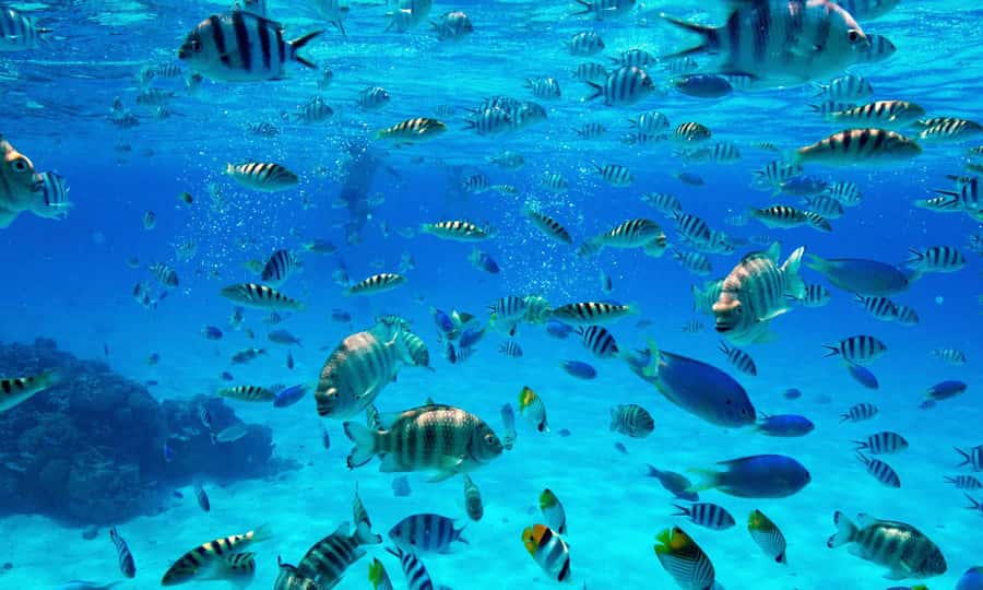 Bora Bora: 1/2 day lagoon safari - Shared tour - Is $117 a Fair Price?
