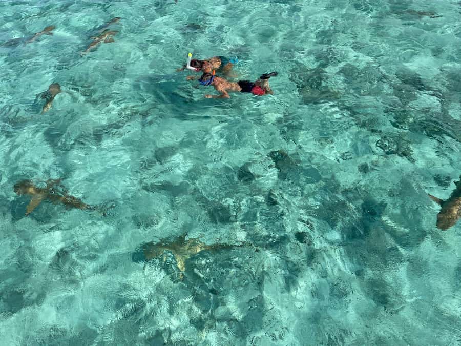 Bora Bora: 1/2 day lagoon safari - Shared tour - First Water Stop: Blacktip Sharks and Stingrays