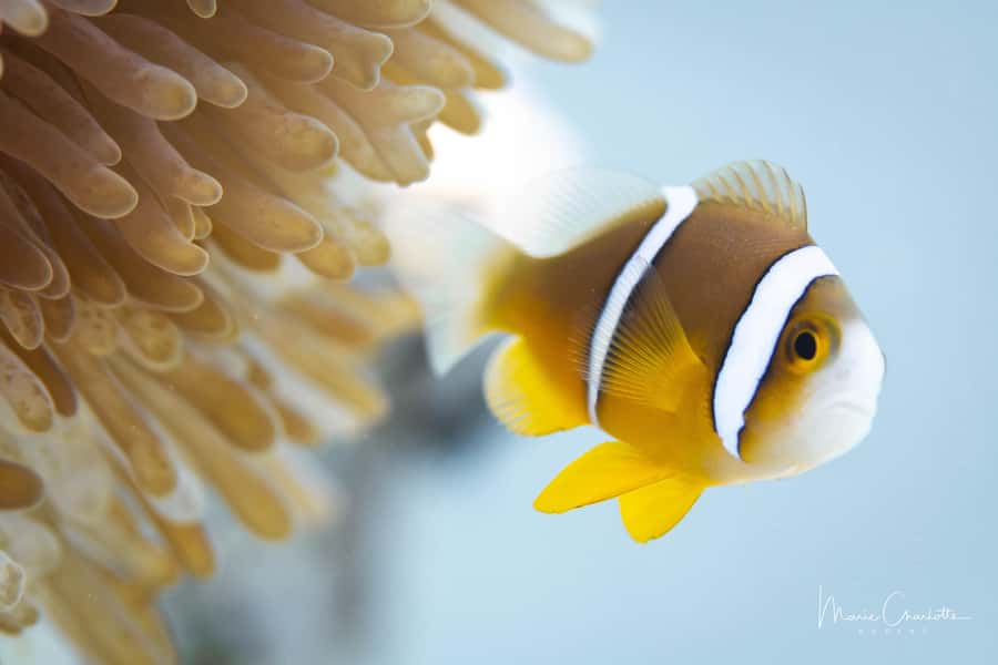 Bora Bora: 1 afternoon dive for certified divers - Key details to know before booking