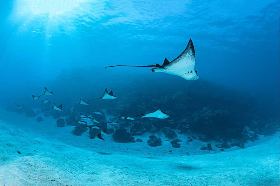 Bora Bora: 1 afternoon dive for certified divers - Why this short Bora Bora outing works well
