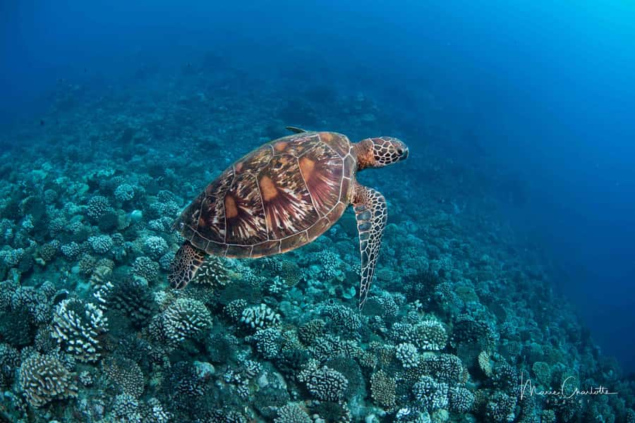 Bora Bora: 1 afternoon dive for certified divers - The briefing sets the plan for the afternoon