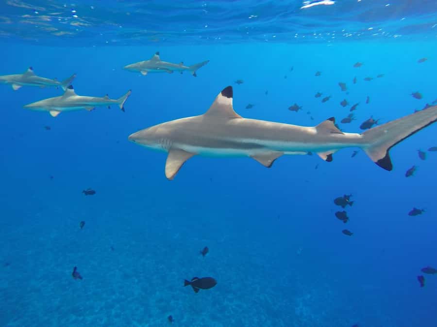 Bora Bora: 3.5-Hour Lagoon Boat Tour with Snorkeling - Who will enjoy this tour most?