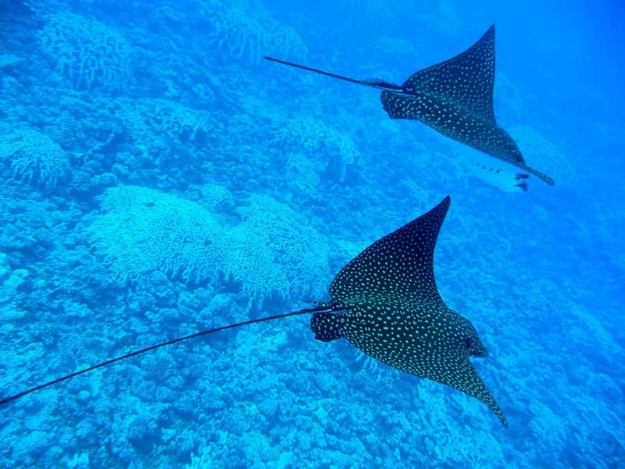 Bora Bora: 3.5-Hour Lagoon Boat Tour with Snorkeling - Coral gardens with a guide beside you