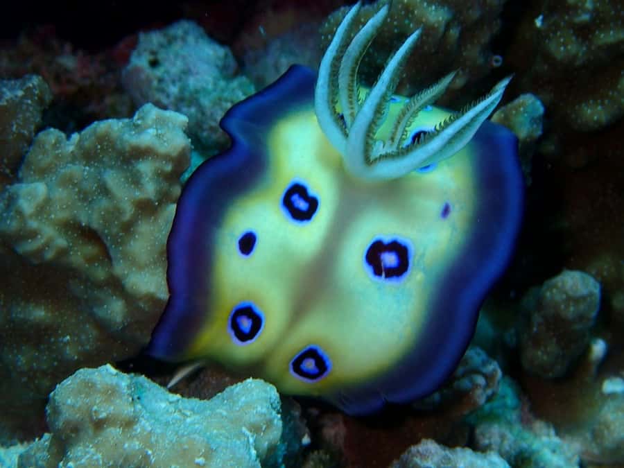 Bora Bora: 3.5-Hour Lagoon Boat Tour with Snorkeling - Searching for Bora Bora’s eagle rays