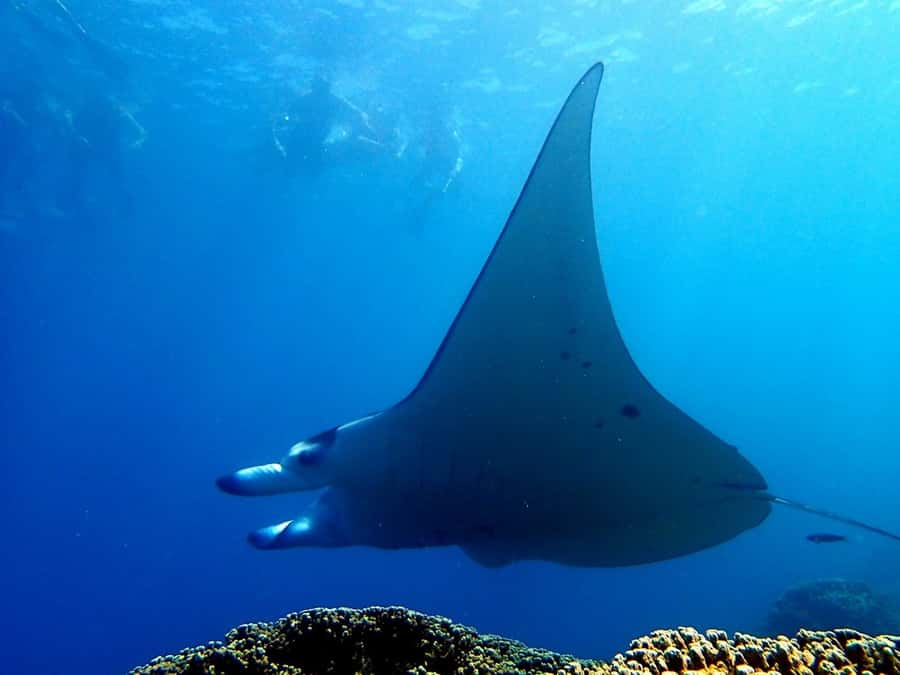 Bora Bora: 3.5-Hour Lagoon Boat Tour with Snorkeling - Safety without losing the sense of adventure