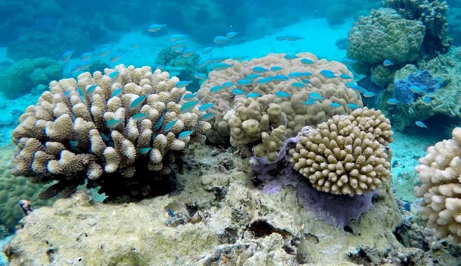 Bora Bora: 3.5-Hour Lagoon Boat Tour with Snorkeling - Meeting the boat at your hotel pontoon