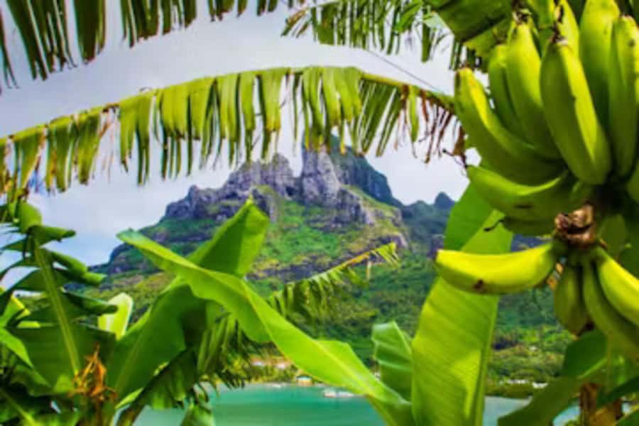 Bora Bora: 4WD History & Culture Tour - Key points before you book