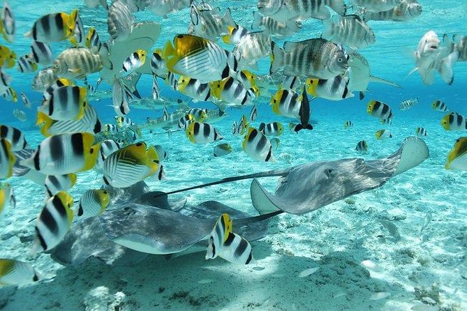 Bora Bora 4WD Tour & Eco Shark & Ray Snorkel Cruise - Pareo demonstrations and a look at local life