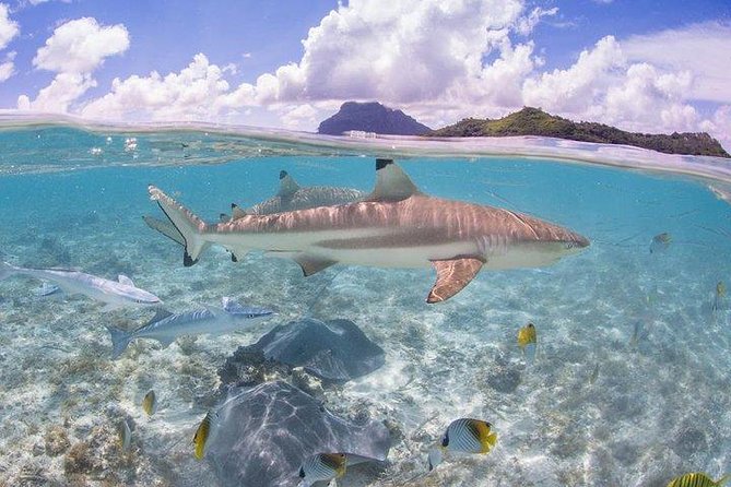 Bora Bora 4WD Tour & Eco Shark & Ray Snorkel Cruise - The lagoon cruise and the first shark and ray encounter
