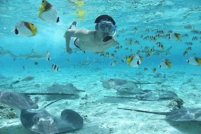 Bora Bora 4WD Tour & Eco Shark & Ray Snorkel Cruise - Coral gardens and the second snorkeling stop
