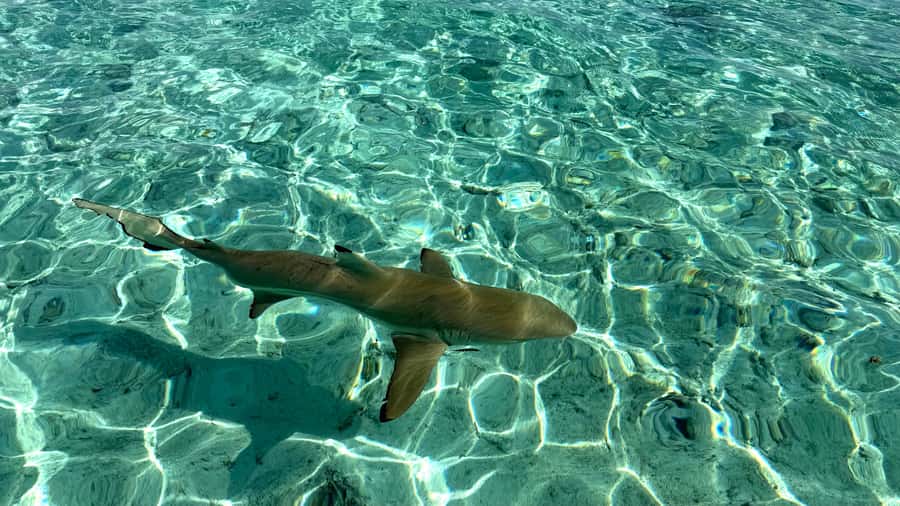 Bora Bora: Blue Lagoon Cruise, Snorkeling and Lunch . - Snorkeling the coral gardens