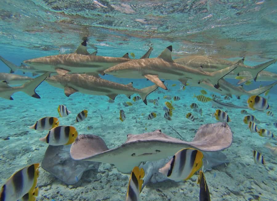 Bora Bora by Land and Sea: 4WD Safari and Snorkel - From the road to the lagoon