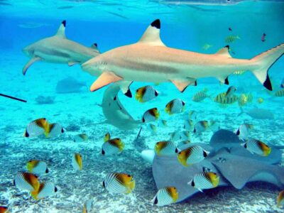 Eco Shark and Snorkeling Safari