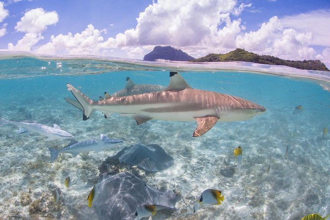 Bora Bora Eco Snorkel Cruise Including Snorkeling with Sharks and Stingrays - The Guides Can Shape the Whole Experience