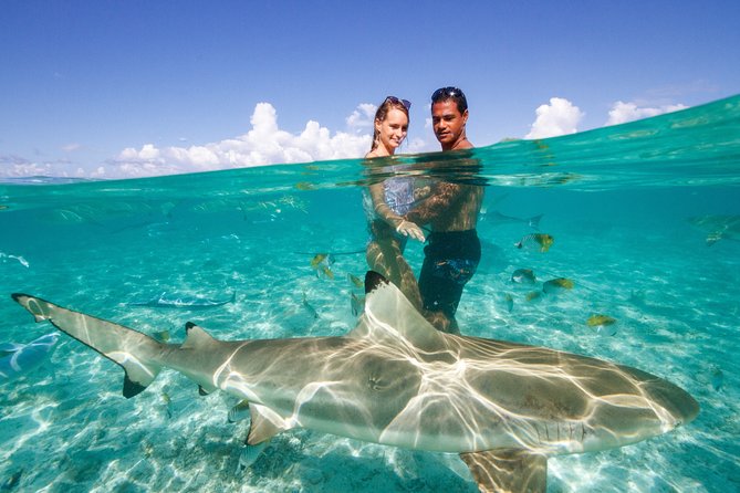 Bora Bora Eco Snorkel Cruise Including Snorkeling with Sharks and Stingrays - What You Might See, and What You Should Not Expect