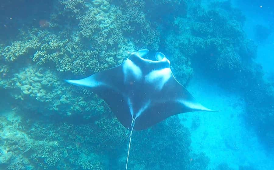 Bora Bora: Full day Lagoon Safari & Lunch on a Motu - ST - Why this lagoon safari is worth your time