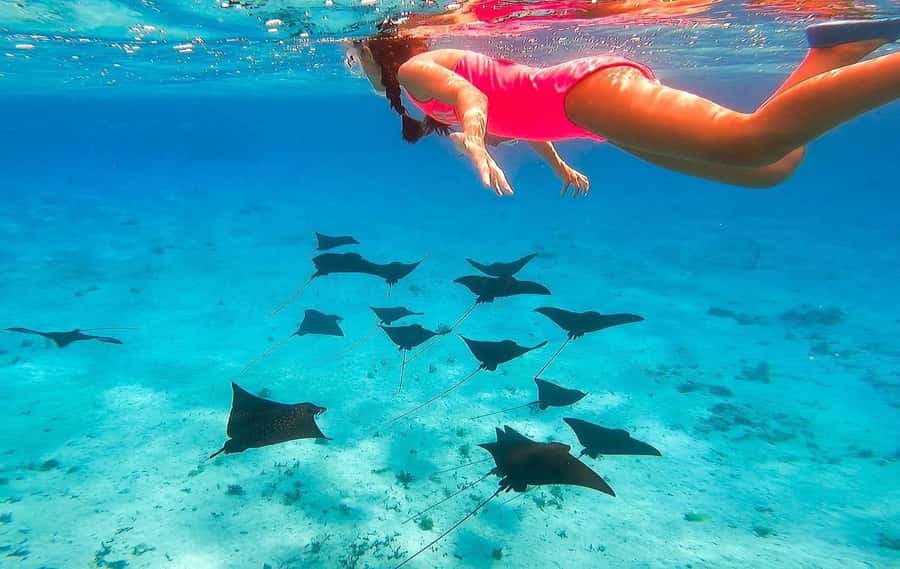 Bora Bora: Full day Lagoon Safari & Lunch on a Motu - ST - Lunch on a palm-fringed motu