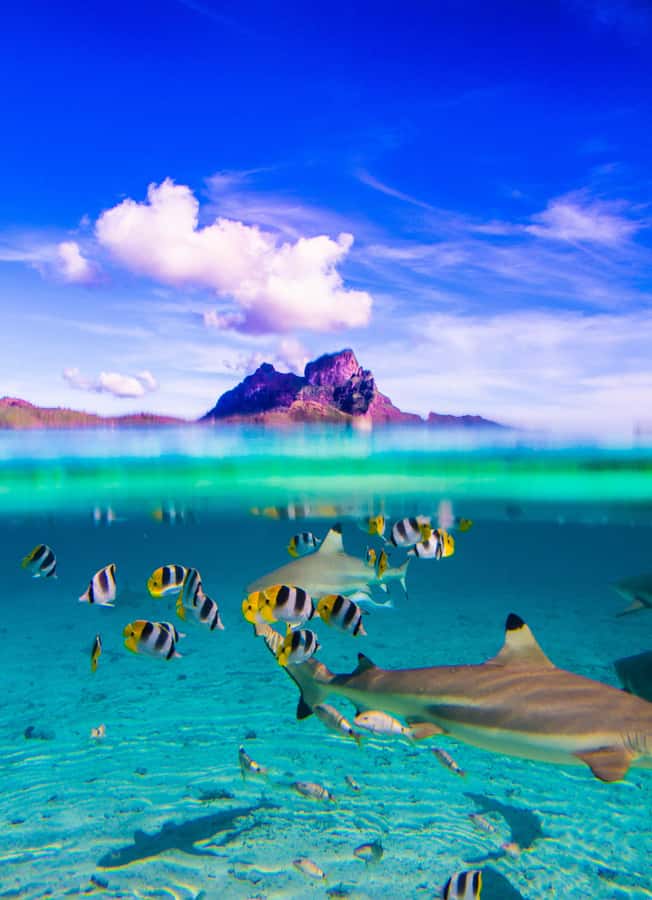 Bora Bora: Full-Day Lagoon Snorkelling Tour - Why this seven-hour lagoon tour works so well