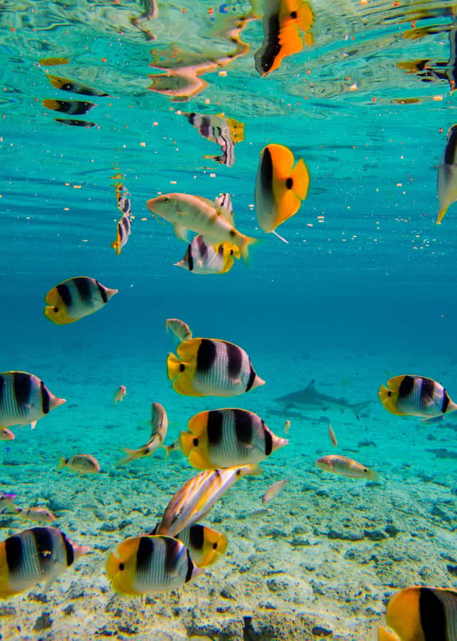 Bora Bora: Full-Day Lagoon Snorkelling Tour - Black-tip sharks and the thrill of open water