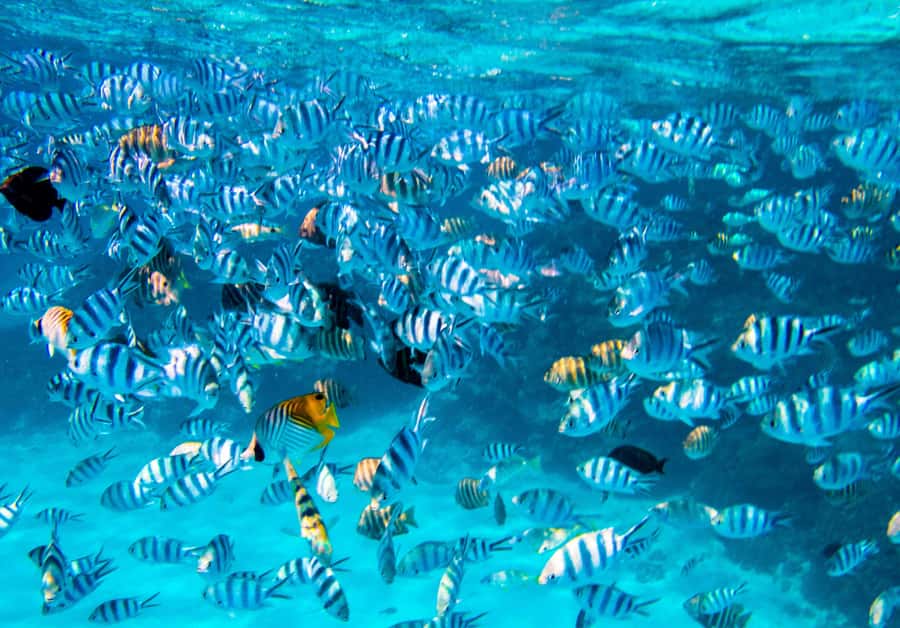 Bora Bora: Full-Day Lagoon Snorkelling Tour - Morning pickup and the circle-island boat ride