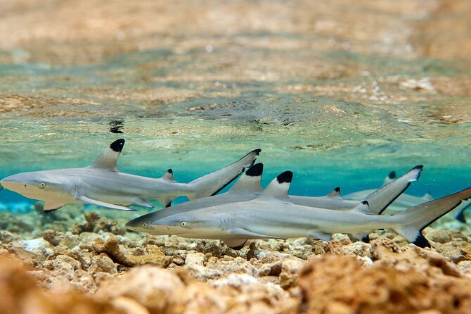 Bora Bora Full Day Snorkeling with Lunch - What the $153.04 price includes