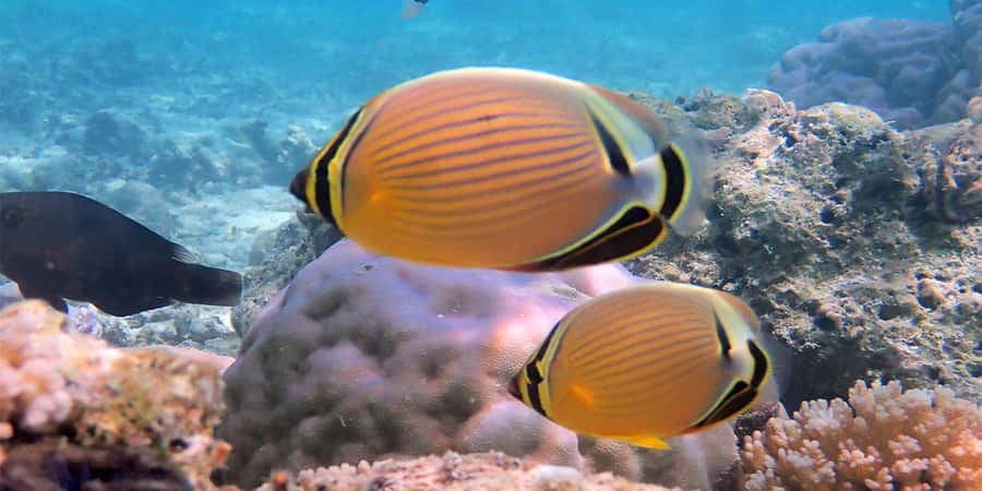 Bora Bora: Half Day Catamaran Sailing & Snorkelling - Coral garden snorkeling, with weather in mind