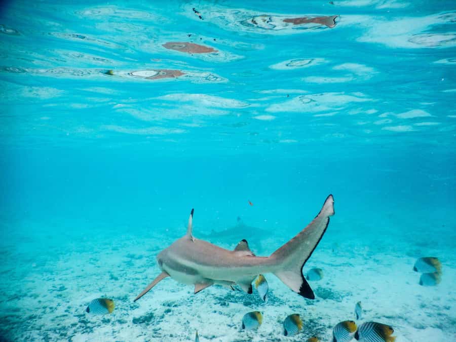 Bora Bora: Half-Day Lagoon Snorkelling Tour - Key points to know before you book