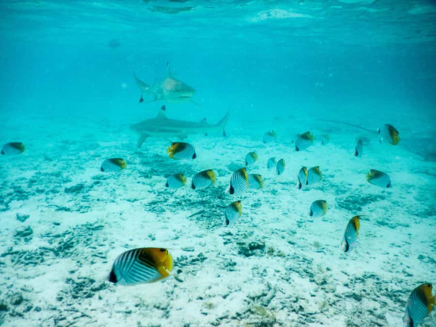 Bora Bora: Half-Day Lagoon Snorkelling Tour - Reef sharks at the edge of the lagoon