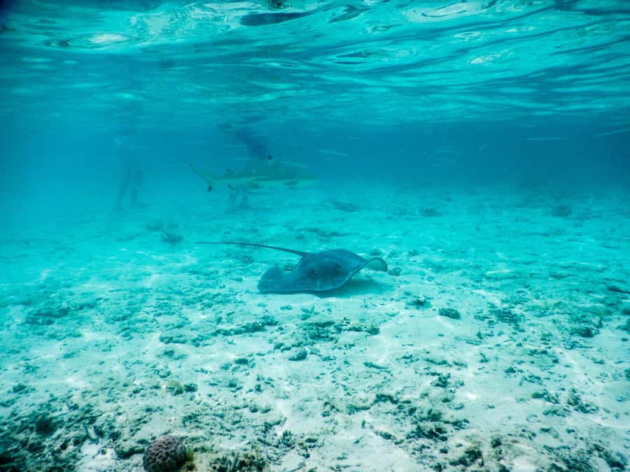 Bora Bora: Half-Day Lagoon Snorkelling Tour - Leaving from the hotel pier
