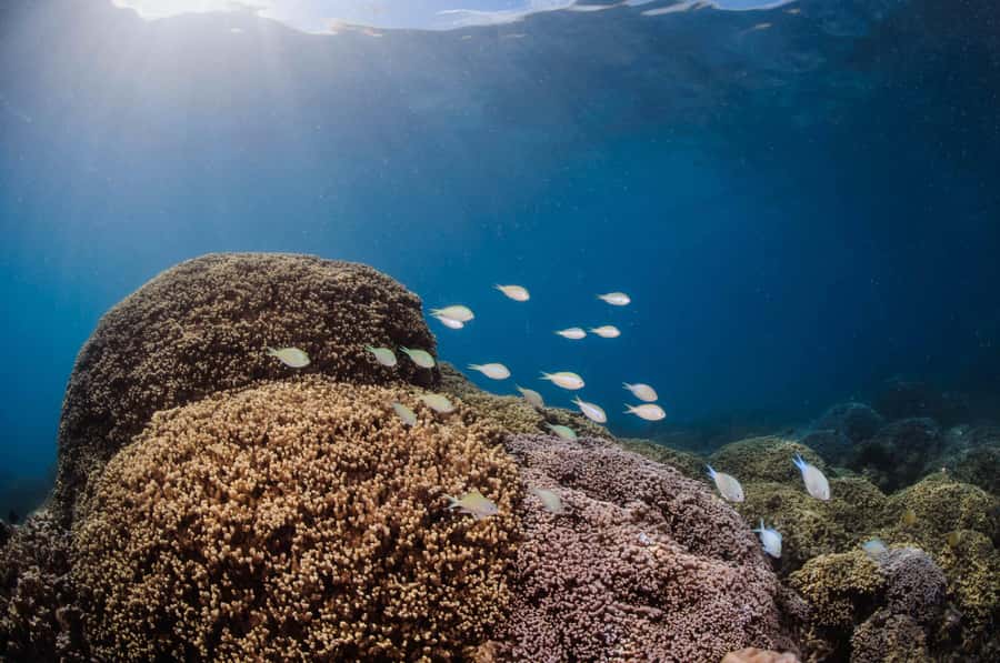 Bora Bora: Introductory Dive - A few simple ways to prepare