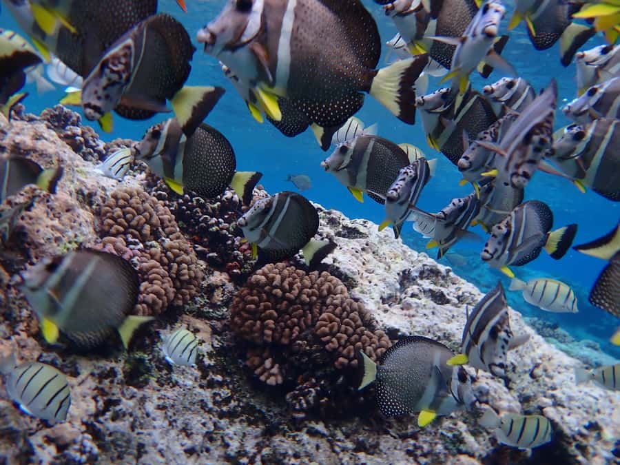 Bora Bora: Introductory Dive - Learning to breathe underwater in Bora Bora’s lagoon