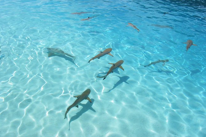 Bora Bora Jet Ski Tour, & Eco Shark / Ray Snorkel Cruise - The shark and stingray snorkeling safari