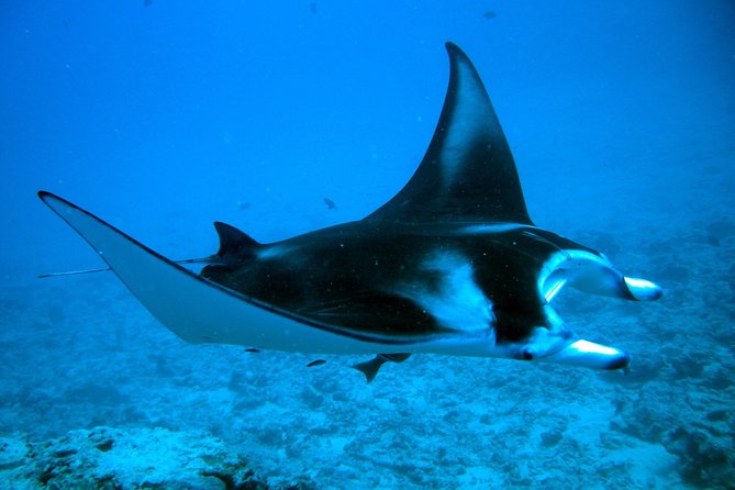 Bora Bora Jet Ski Tour, & Eco Shark / Ray Snorkel Cruise - Is $323.28 a fair price?