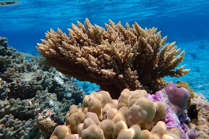 Bora Bora Lagoon Snorkeling Tour by Private Boat - Why a private boat changes the day