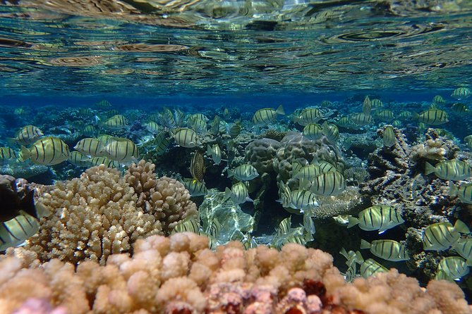 Bora Bora Lagoon Snorkeling Tour by Private Boat - Manta rays and the value of patience