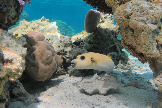 Bora Bora Lagoon Snorkeling Tour by Private Boat - Eagle rays, leopard rays, and the outer reef