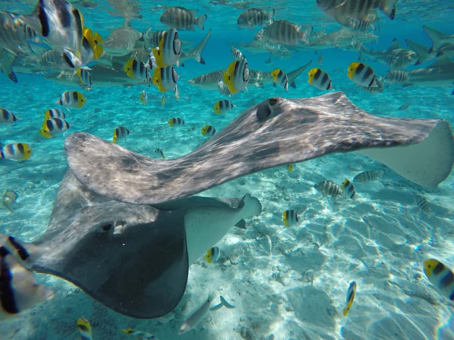 Bora Bora: Lagoon Tour and Snorkeling Experience - Key points to know before booking