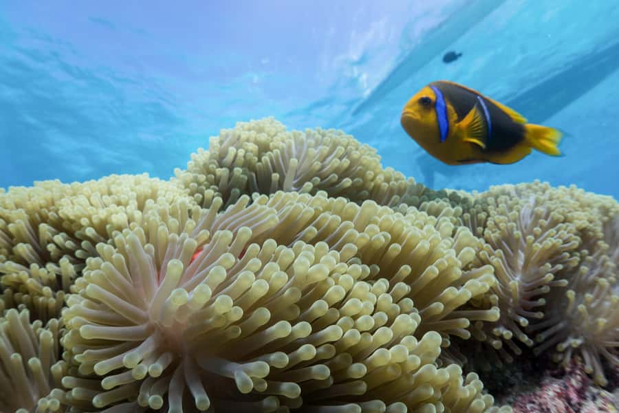 Bora Bora: Lagoon Tour and Snorkeling Experience - Meeting Bora Bora’s stingrays in shallow water