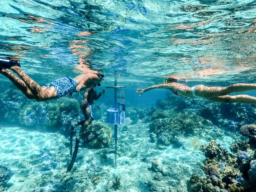 Bora Bora: Lagoon Tour and Snorkeling Experience - A coral garden filled with tropical fish