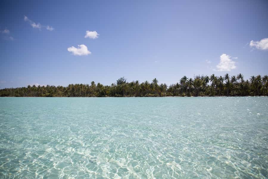 Bora Bora: Lagoon Tour and Snorkeling Experience - Swimming near blacktip and lemon sharks