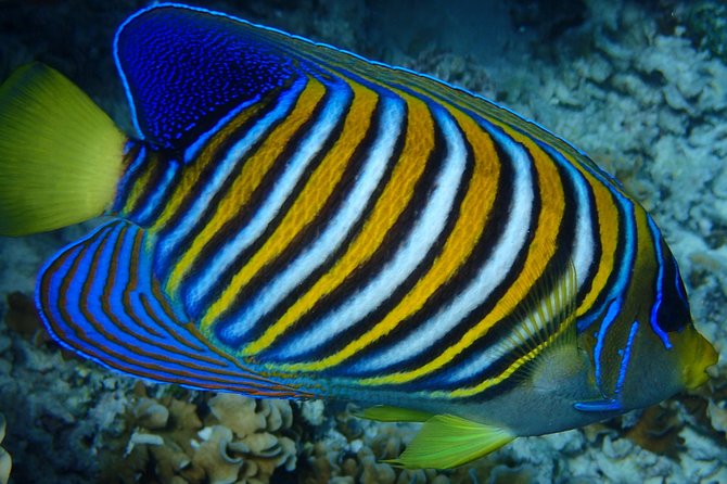 Bora Bora: Luxury Private Half Day Snorkeling Tour - A private way to see Bora Bora’s lagoon