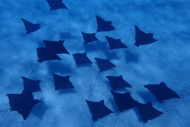 Bora Bora: Luxury Private Half Day Snorkeling Tour - Three or four snorkeling stops around the lagoon