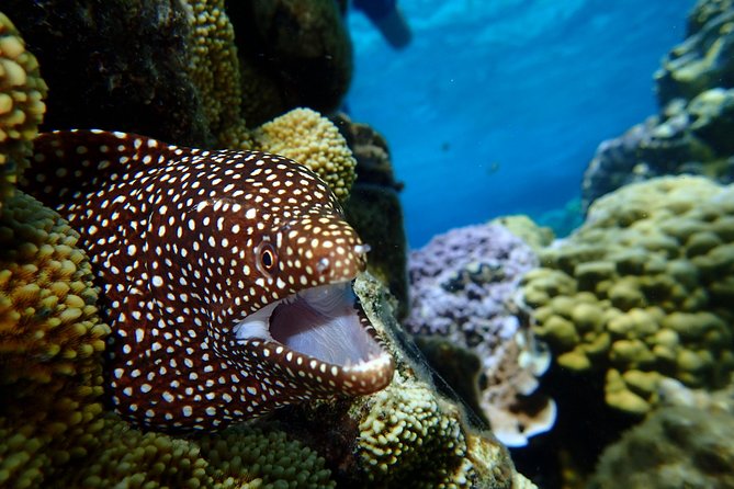 Bora Bora: Luxury Private Half Day Snorkeling Tour - Guides who make the difference