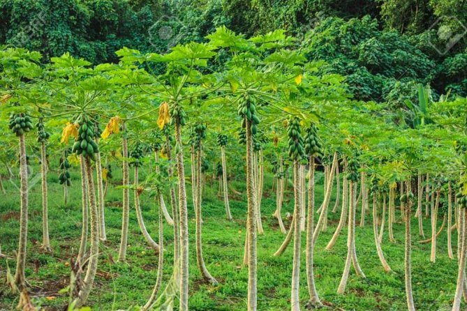 Bora Bora Off-Road Sightseeing Tour - Faanui Valley and the fruit plantations
