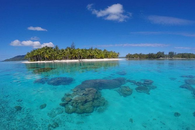 Bora Bora Private Lagoon Tours - Snorkeling, Swimming, and Marine Life