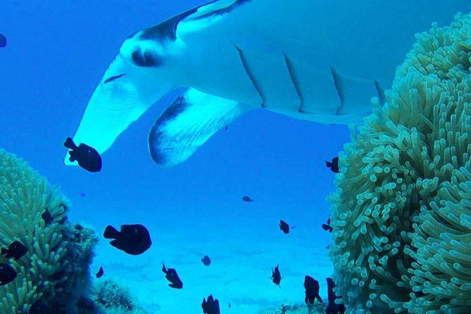 Bora Bora Private Lagoon Tours - Timing, Pace, and Practical Comfort