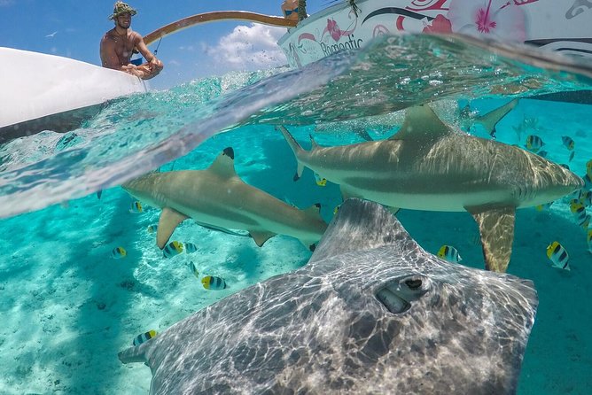 Bora Bora Snorkel Cruise by Polynesian Outrigger Canoe with BBQ Island Lunch - Key points to know before booking