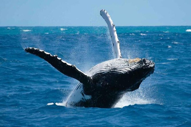 Bora Bora Whale Watching - Key points to know before you book