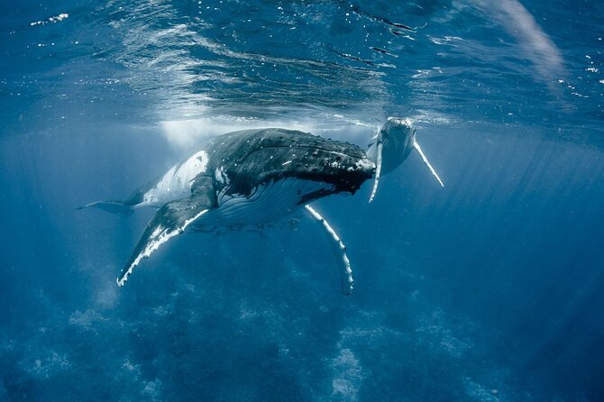 Bora Bora Whale Watching - What the 26-foot boat means on open water
